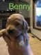 Goldendoodle Puppies for sale in Cold Spring, MN 56320, USA. price: NA