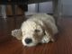 Goldendoodle Puppies for sale in Bay City, MI, USA. price: $1,500