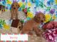 Goldendoodle Puppies for sale in Fort Wayne, IN, USA. price: NA