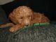 Goldendoodle Puppies for sale in Nashville, TN, USA. price: NA