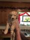 Goldendoodle Puppies for sale in Hamilton, AL, USA. price: $1,500