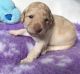 Goldendoodle Puppies for sale in Houston, TX 77001, USA. price: NA
