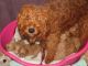 Goldendoodle Puppies for sale in Philadelphia, PA, USA. price: $650