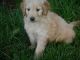 Goldendoodle Puppies for sale in Evanston, IL, USA. price: NA