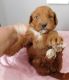 Goldendoodle Puppies for sale in Decatur, IL, USA. price: NA