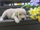 Goldendoodle Puppies for sale in Canton, OH, USA. price: NA