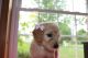 Goldendoodle Puppies for sale in Hartville, OH 44632, USA. price: $1,000