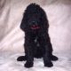 Goldendoodle Puppies for sale in Brooklyn, NY 11209, USA. price: $999