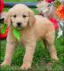 Goldendoodle Puppies for sale in Portland, OR 97207, USA. price: NA