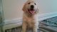 Goldendoodle Puppies for sale in Tomball, TX, USA. price: NA