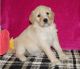 Goldendoodle Puppies for sale in Reading, PA 19605, USA. price: NA