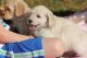 Goldendoodle Puppies for sale in Springfield, IL, USA. price: NA