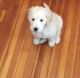 Goldendoodle Puppies for sale in Austell, GA, USA. price: NA