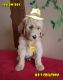 Goldendoodle Puppies for sale in Cape Coral, FL 33993, USA. price: NA