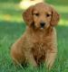 Goldendoodle Puppies for sale in Pittsburgh, PA 15255, USA. price: NA