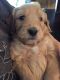 Goldendoodle Puppies for sale in South Euclid, OH, USA. price: NA