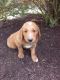 Goldendoodle Puppies for sale in Sugarcreek, OH 44681, USA. price: $950