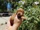 Goldendoodle Puppies for sale in Menifee, CA, USA. price: NA