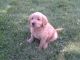 Goldendoodle Puppies for sale in Skokie, IL, USA. price: NA