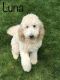 Goldendoodle Puppies for sale in North Canton, OH, USA. price: NA