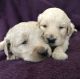 Goldendoodle Puppies for sale in Fort Wayne, IN 46869, USA. price: NA