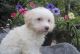 Goldendoodle Puppies for sale in Ohio Dr SW, Washington, DC, USA. price: NA