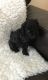 Goldendoodle Puppies for sale in NJ-17, Paramus, NJ 07652, USA. price: NA
