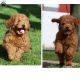 Goldendoodle Puppies for sale in Paradise, PA, USA. price: NA