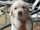 Goldendoodle Puppies for sale in Fernandina Beach, FL 32035, USA. price: NA