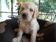 Goldendoodle Puppies for sale in Troutman, NC, USA. price: $950
