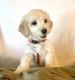 Goldendoodle Puppies for sale in Florida Blvd, Baton Rouge, LA, USA. price: NA