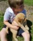Goldendoodle Puppies for sale in Leesburg, GA 31763, USA. price: NA