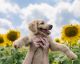 Goldendoodle Puppies for sale in Pittsboro, NC 27312, USA. price: NA