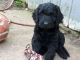 Goldendoodle Puppies for sale in NJ-3, Clifton, NJ, USA. price: $630