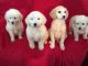 Goldendoodle Puppies for sale in Hackettstown, NJ 07840, USA. price: $400