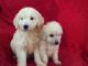 Goldendoodle Puppies for sale in Fort Lauderdale, FL 33313, USA. price: $400