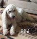 Goldendoodle Puppies for sale in Seymour, WI 54165, USA. price: NA