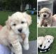 Goldendoodle Puppies for sale in Bloomington, MN, USA. price: NA