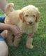 Goldendoodle Puppies for sale in Clifford, VA 24521, USA. price: NA