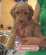 Goldendoodle Puppies for sale in Lapeer County, MI, USA. price: NA