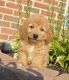Goldendoodle Puppies for sale in Philadelphia, PA, USA. price: NA