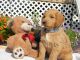 Goldendoodle Puppies for sale in Leo-Cedarville, IN, USA. price: NA