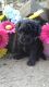 Goldendoodle Puppies for sale in Honea Path, SC 29654, USA. price: $2,000