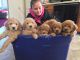 Goldendoodle Puppies for sale in San Jose, CA, USA. price: NA