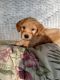 Goldendoodle Puppies for sale in Odon, IN 47562, USA. price: NA