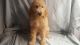 Goldendoodle Puppies for sale in Canton, OH, USA. price: $600