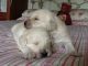 Goldendoodle Puppies for sale in County Rd, Woodland Park, CO 80863, USA. price: $400