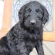 Goldendoodle Puppies for sale in Canton, OH, USA. price: $650