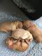 Goldendoodle Puppies for sale in Kansas City, MO, USA. price: $400