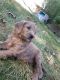 Goldendoodle Puppies for sale in Fair Lawn, NJ 07410, USA. price: NA